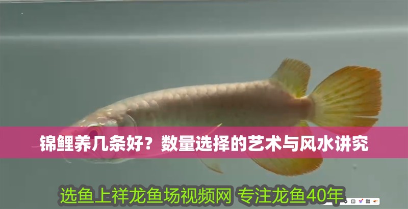 錦鯉養(yǎng)幾條好？數(shù)量選擇的藝術(shù)與風(fēng)水講究