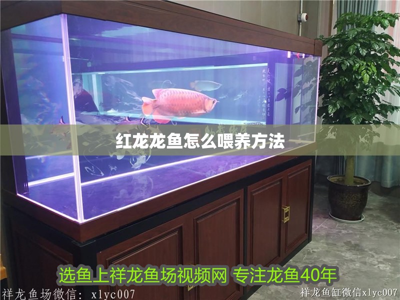 紅龍龍魚怎么喂養方法