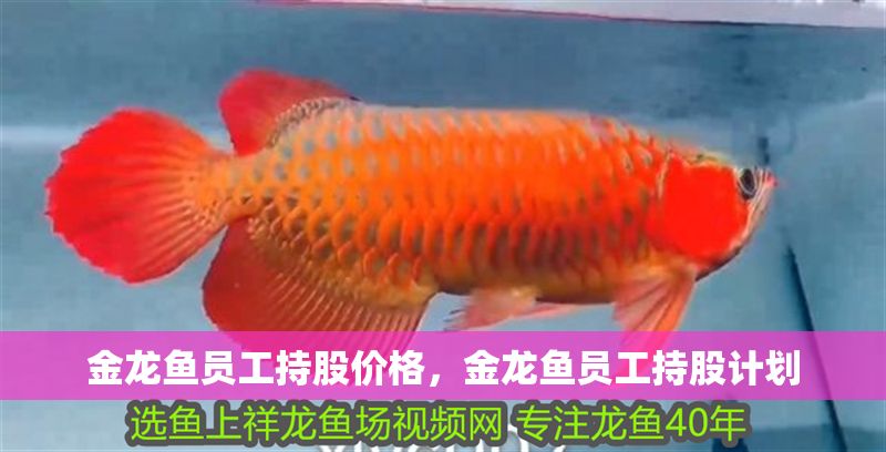 金龍魚員工持股價格，金龍魚員工持股計劃