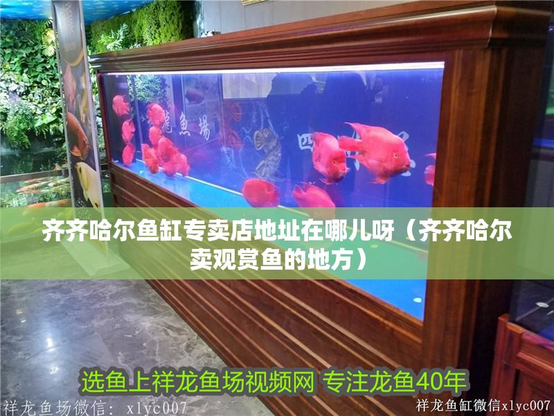 齊齊哈爾魚缸專賣店地址在哪兒呀（齊齊哈爾賣觀賞魚的地方）