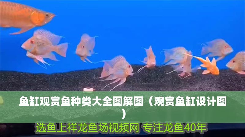 魚缸觀賞魚種類大全圖解圖（觀賞魚缸設計圖）