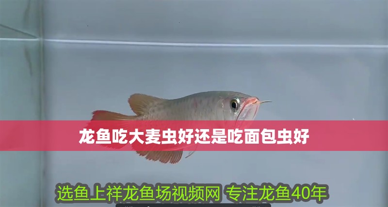 龍魚吃大麥蟲好還是吃面包蟲好 龍魚百科 第1張 龍魚吃大麥蟲好還是吃面包蟲好 龍魚吃大麥蟲好還是吃面包蟲好 龍魚百科 第1張