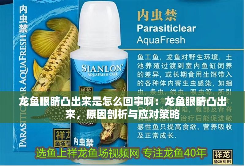 龍魚眼睛凸出來是怎么回事啊：龍魚眼睛凸出來，原因剖析與應對策略
