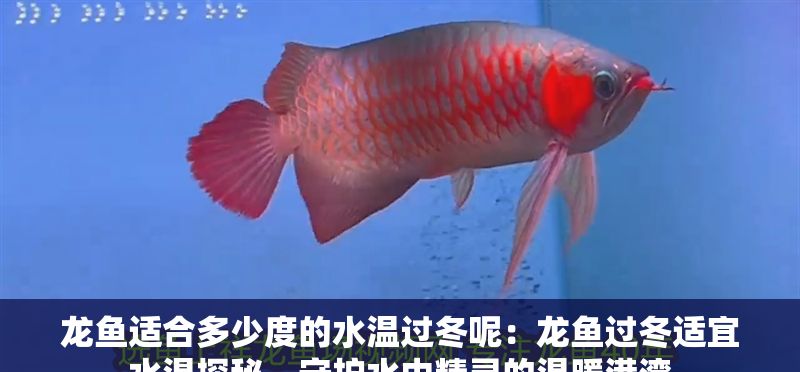 龍魚(yú)適合多少度的水溫過(guò)冬呢：龍魚(yú)過(guò)冬適宜水溫探秘，守護(hù)水中精靈的溫暖港灣