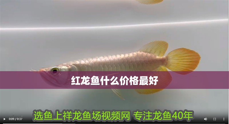 紅龍魚什么價格最好