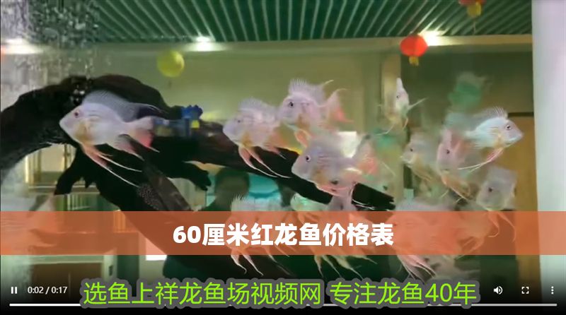 60厘米紅龍魚價格表
