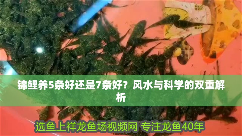 錦鯉養(yǎng)5條好還是7條好？風(fēng)水與科學(xué)的雙重解析