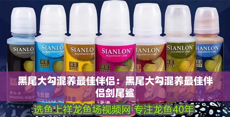 黑尾大勾混養(yǎng)最佳伴侶：黑尾大勾混養(yǎng)最佳伴侶劍尾鯊