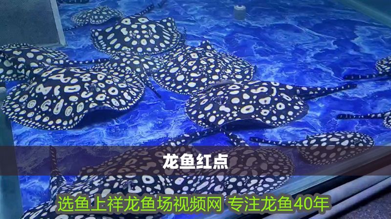 龍魚紅點