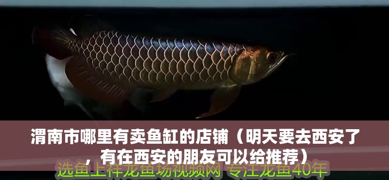 渭南市哪里有賣魚缸的店鋪（明天要去西安了，有在西安的朋友可以給推薦）