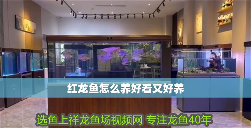 紅龍魚怎么養好看又好養