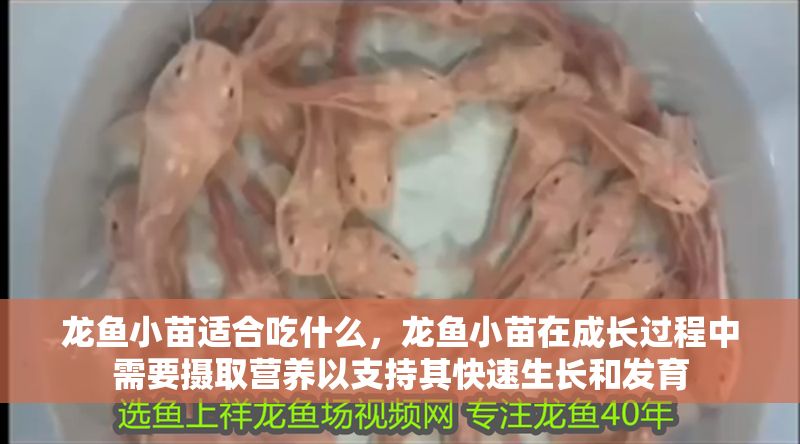 龍魚小苗適合吃什么，龍魚小苗在成長過程中需要攝取營養(yǎng)以支持其快速生長和發(fā)育