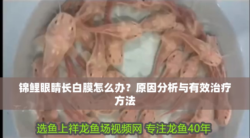 錦鯉眼睛長(zhǎng)白膜怎么辦?原因分析與有效治療方法