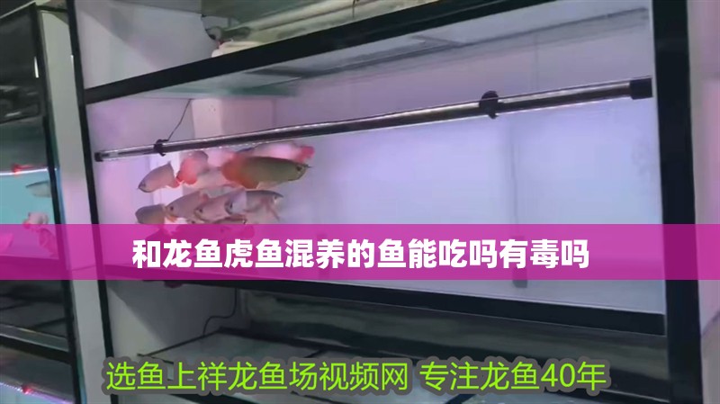 和龍魚虎魚混養的魚能吃嗎有毒嗎