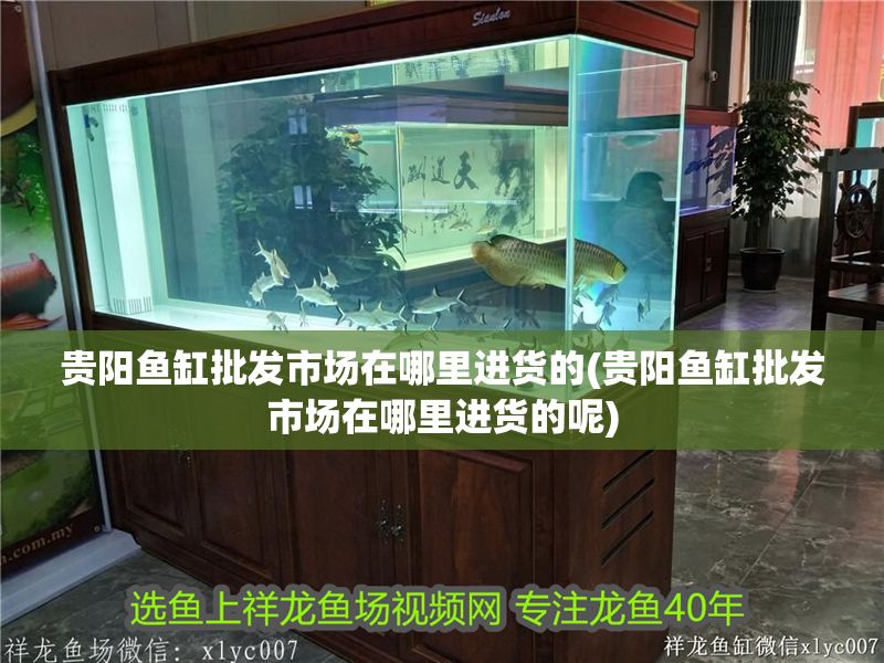 貴陽魚缸批發市場在哪里進貨的(貴陽魚缸批發市場在哪里進貨的呢)