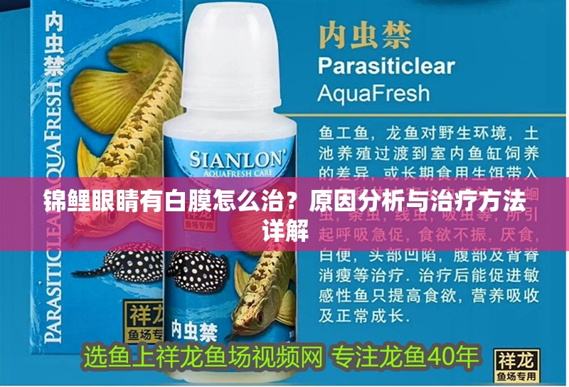 錦鯉眼睛有白膜怎么治？原因分析與治療方法詳解