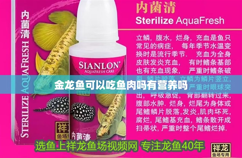 金龍魚可以吃魚肉嗎有營養嗎