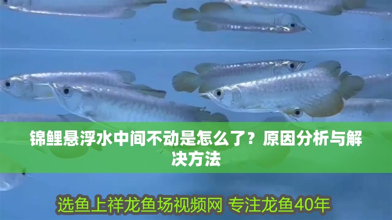 錦鯉懸浮水中間不動是怎么了？原因分析與解決方法