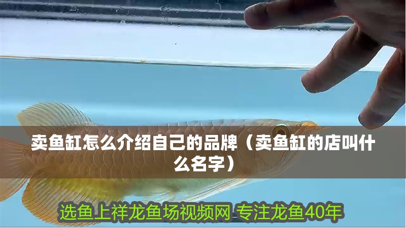 賣魚缸怎么介紹自己的品牌(賣魚缸的店叫什么名字)