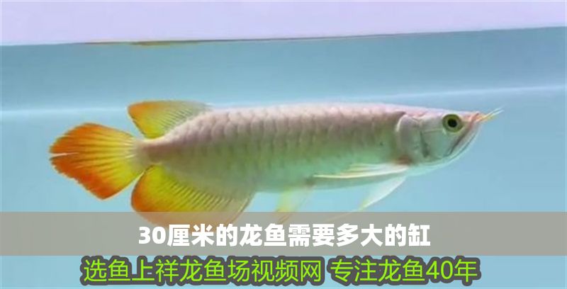 30厘米的龍魚需要多大的缸