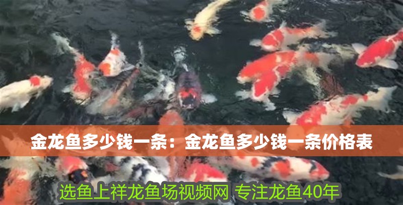 金龍魚多少錢一條：金龍魚多少錢一條價格表