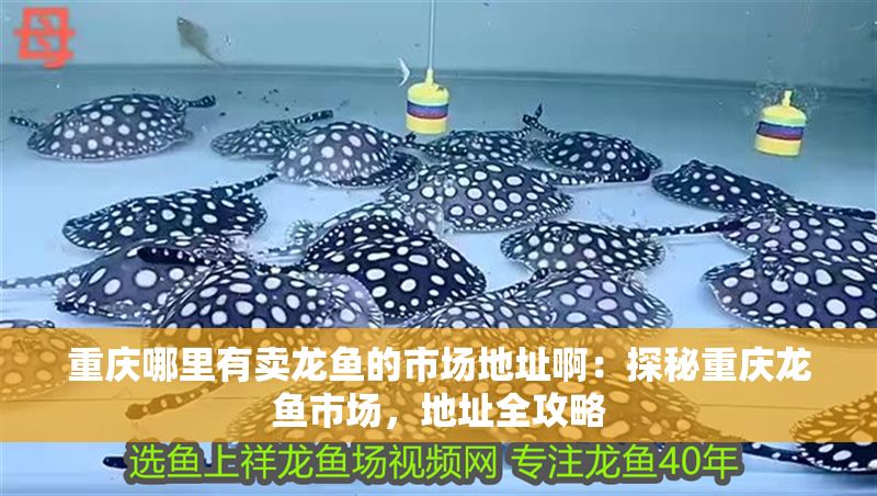 重慶哪里有賣龍魚的市場地址啊：探秘重慶龍魚市場，地址全攻略