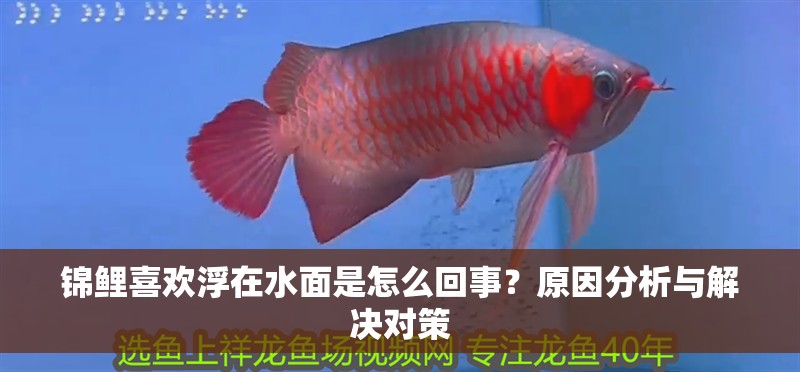 錦鯉喜歡浮在水面是怎么回事？原因分析與解決對策