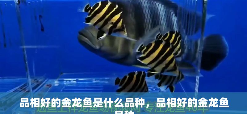 品相好的金龍魚是什么品種，品相好的金龍魚品種