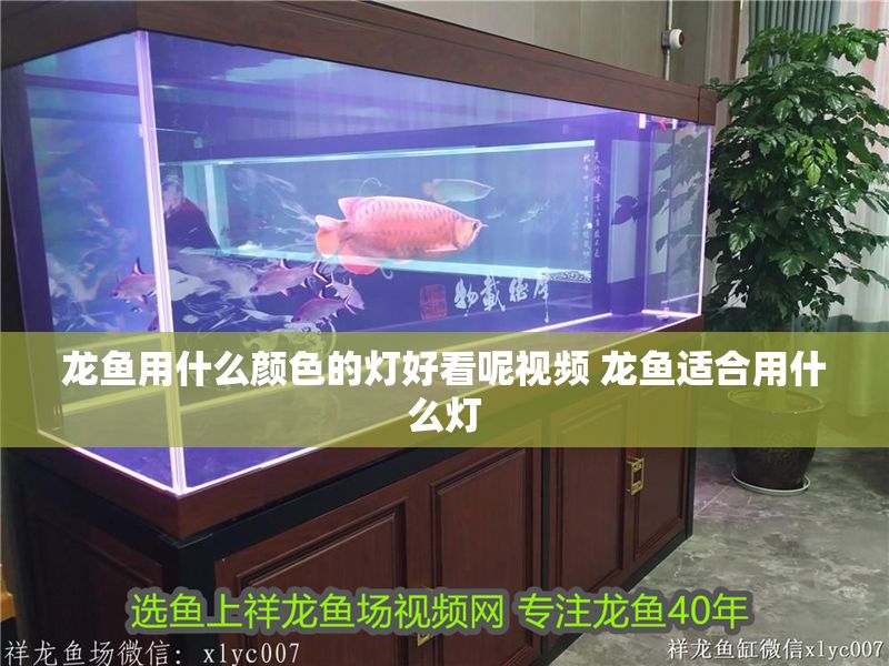 龍魚用什么顏色的燈好看呢視頻 龍魚適合用什么燈