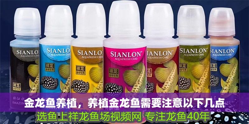 金龍魚養植，養植金龍魚需要注意以下幾點