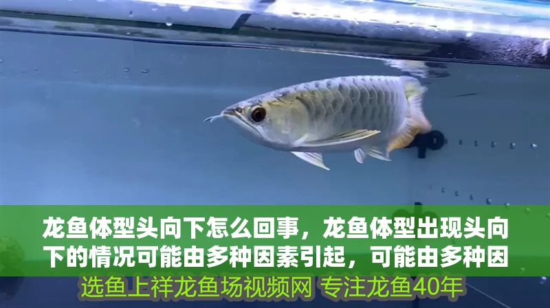 龍魚體型頭向下怎么回事，龍魚體型出現頭向下的情況可能由多種因素引起，可能由多種因素引起
