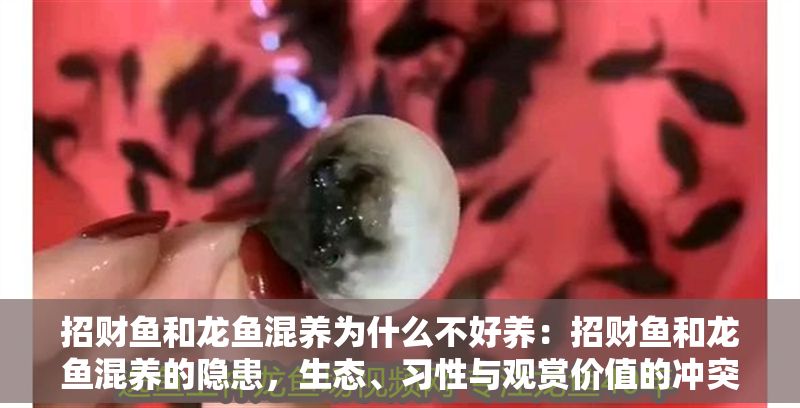 招財魚和龍魚混養(yǎng)為什么不好養(yǎng)：招財魚和龍魚混養(yǎng)的隱患，生態(tài)、習性與觀賞價值的沖突