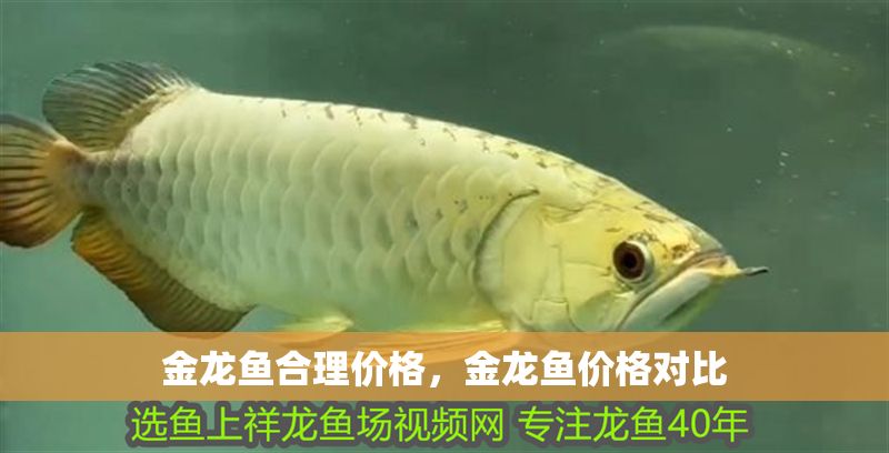 金龍魚合理價格，金龍魚價格對比