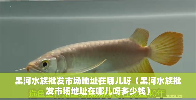 黑河水族批發市場地址在哪兒呀（黑河水族批發市場地址在哪兒呀多少錢）