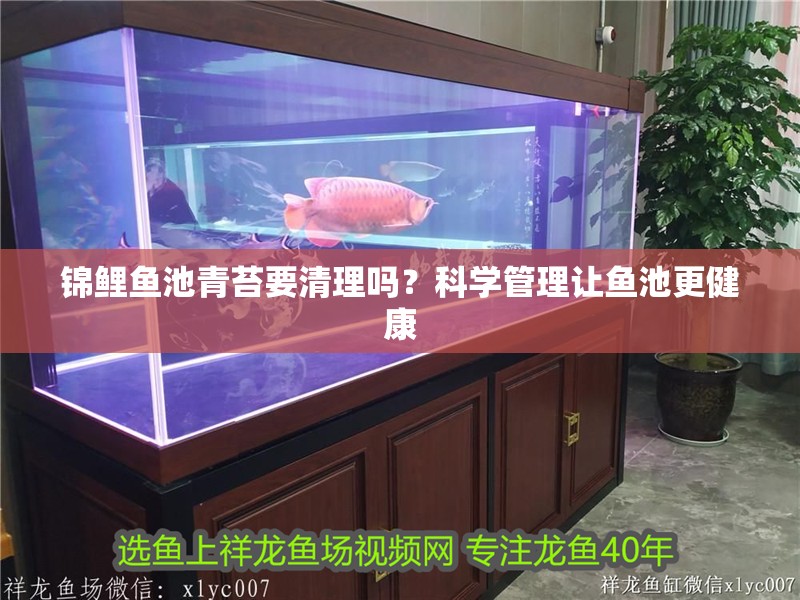 錦鯉魚池青苔要清理嗎?科學管理讓魚池更健康 龍魚百科 第1張 錦鯉魚池青苔要清理嗎?科學管理讓魚池更健康 錦鯉魚池青苔要清理嗎?科學管理讓魚池更健康 龍魚百科 第1張