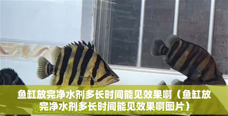 魚缸放完凈水劑多長時間能見效果啊（魚缸放完凈水劑多長時間能見效果啊圖片）