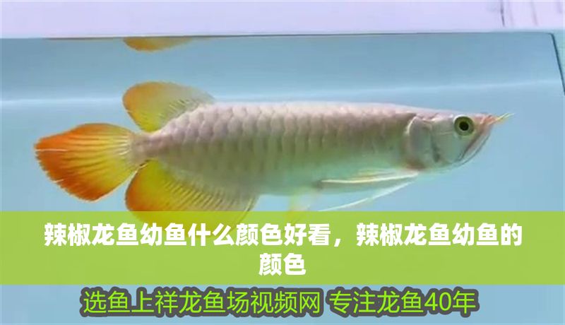 辣椒龍魚幼魚什么顏色好看，辣椒龍魚幼魚的顏色