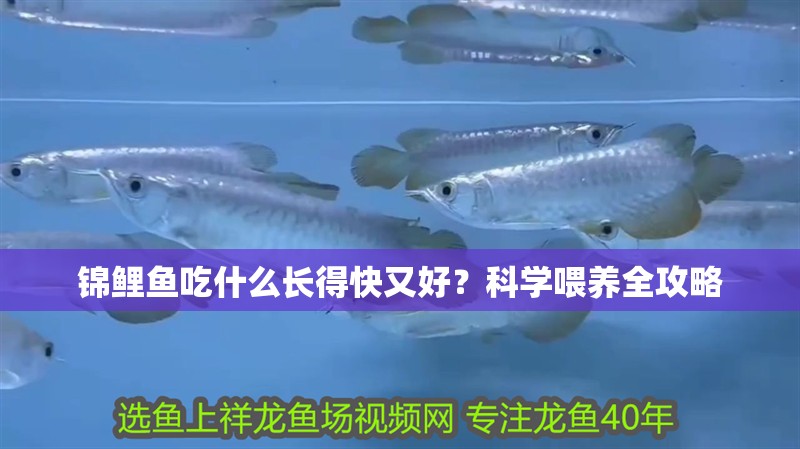錦鯉魚吃什么長(zhǎng)得快又好？科學(xué)喂養(yǎng)全攻略 錦鯉魚吃什么長(zhǎng)得快又好？科學(xué)喂養(yǎng)全攻略 龍魚百科 第1張