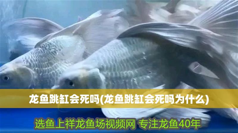 龍魚跳缸會死嗎(龍魚跳缸會死嗎為什么)