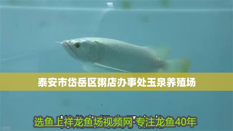 泰安市岱岳區粥店辦事處玉泉養殖場 全國水族館企業名錄 第1張 泰安市岱岳區粥店辦事處玉泉養殖場 泰安市岱岳區粥店辦事處玉泉養殖場 全國水族館企業名錄 第1張