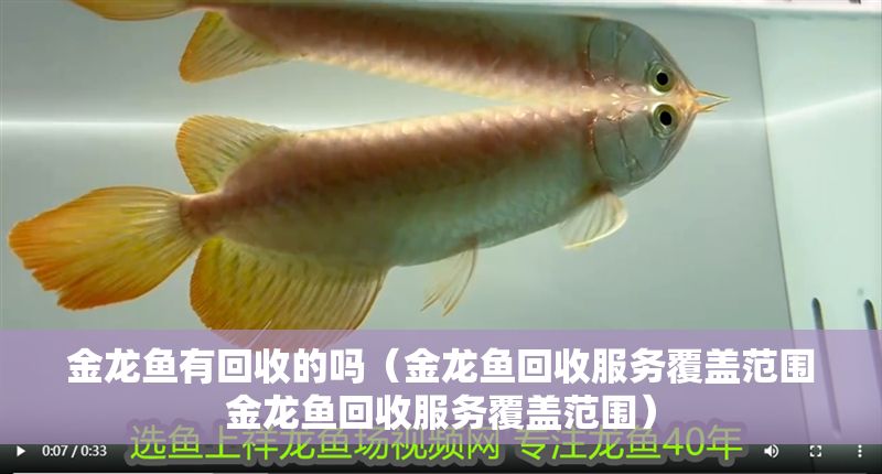 金龍魚(yú)有回收的嗎（金龍魚(yú)回收服務(wù)覆蓋范圍金龍魚(yú)回收服務(wù)覆蓋范圍）