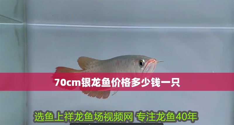 70cm銀龍魚價格多少錢一只 龍魚百科 第1張 70cm銀龍魚價格多少錢一只 70cm銀龍魚價格多少錢一只 龍魚百科 第1張