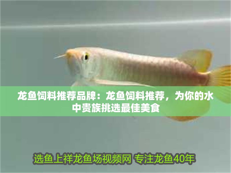 龍魚飼料推薦品牌：龍魚飼料推薦，為你的水中貴族挑選最佳美食