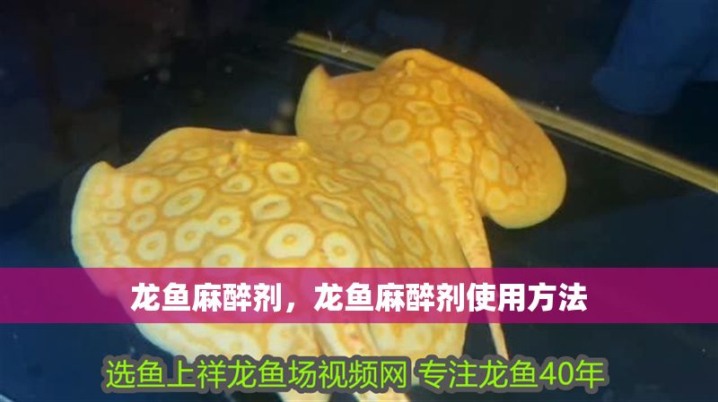 龍魚麻醉劑，龍魚麻醉劑使用方法