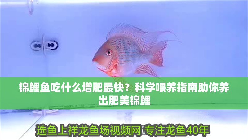 錦鯉魚吃什么增肥最快?科學喂養指南助你養出肥美錦鯉 龍魚百科 第1張 錦鯉魚吃什么增肥最快?科學喂養指南助你養出肥美錦鯉 錦鯉魚吃什么增肥最快?科學喂養指南助你養出肥美錦鯉 龍魚百科 第1張