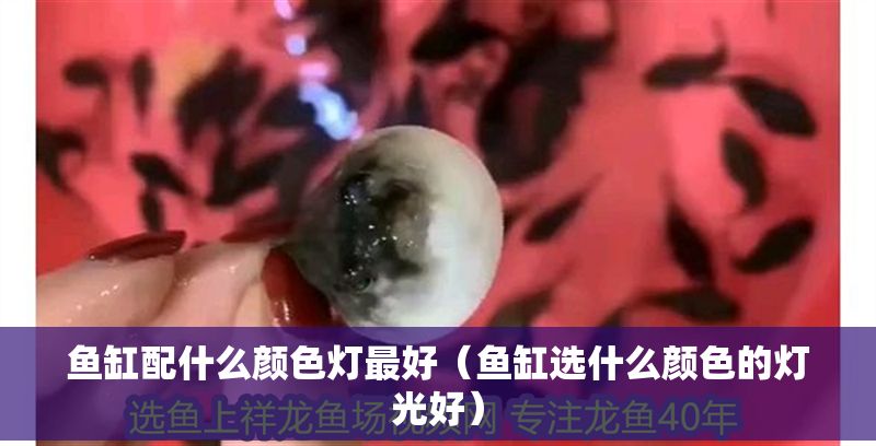 魚缸配什么顏色燈最好（魚缸選什么顏色的燈光好）