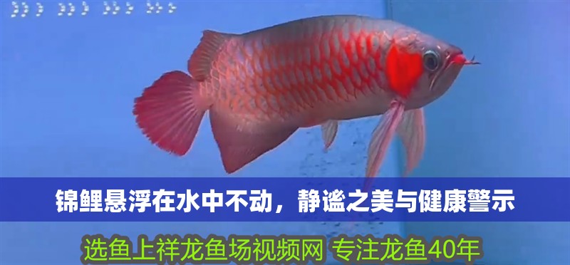錦鯉懸浮在水中不動，靜謐之美與健康警示