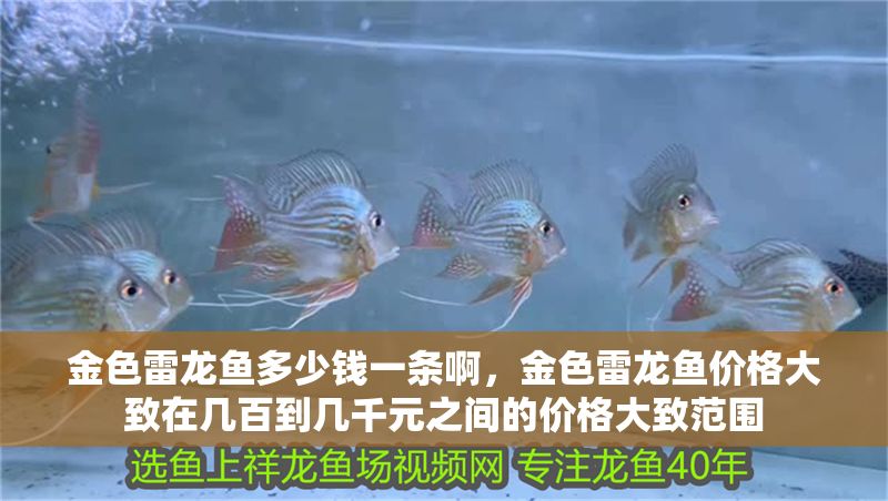 金色雷龍魚多少錢一條啊,金色雷龍魚價格大致在幾百到幾千元之間的價格大致范圍 龍魚百科 第2張 金色雷龍魚多少錢一條啊,金色雷龍魚價格大致在幾百到幾千元之間的價格大致范圍 金色雷龍魚多少錢一條啊,金色雷龍魚價格大致在幾百到幾千元之間的價格大致范圍 龍魚百科 第2張