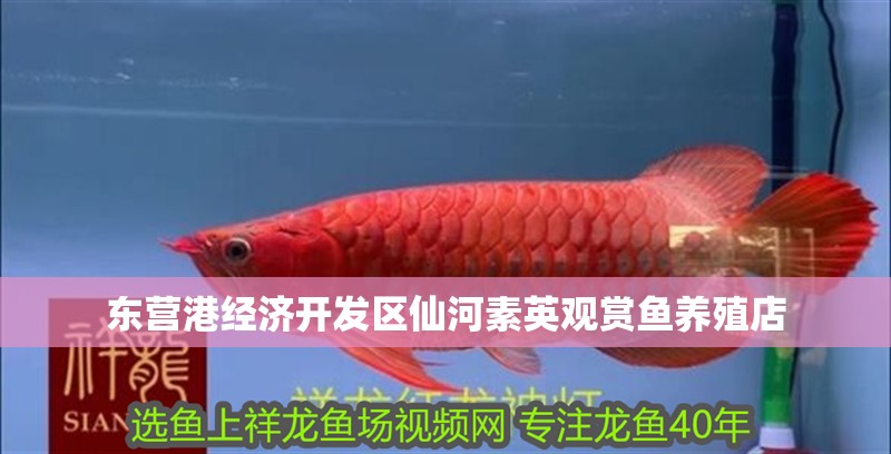 東營港經濟開發區仙河素英觀賞魚養殖店