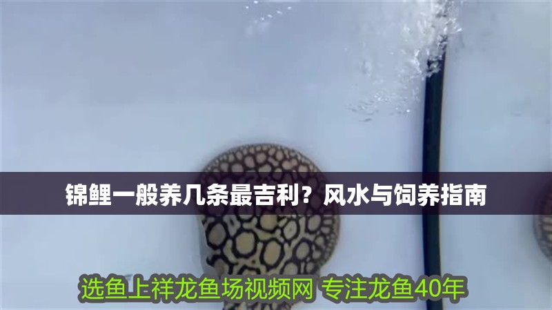 錦鯉一般養幾條最吉利？風水與飼養指南